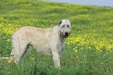 IRISH WOLFHOUND 059